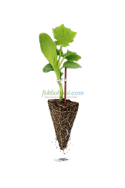 Aşılı Hıyar Fidesi