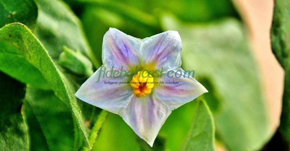 Patlıcan Yetiştiriciliği: Kapsamlı Bir Rehber (2024 Güncel)