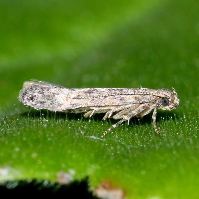 Domates Kabusu: Tuta Absoluta Zararlısı ile Mücadele Rehberi