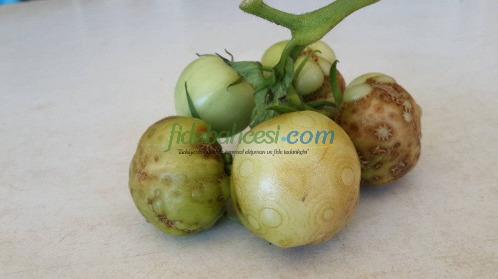 Domates Mildiyösü: Kapsamlı Rehber, Belirtileri, Yayılımı ve Mücadele Yöntemleri