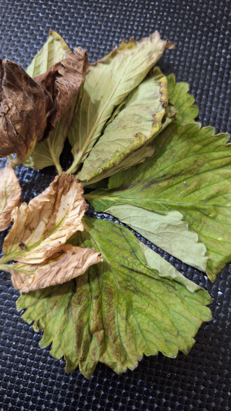 Verticillium Solgunluğu: Bitkilerin Sessiz Katili ve Kapsamlı Mücadele Yolları