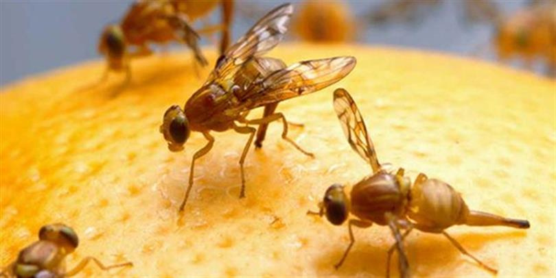 Akdeniz Meyve Sineği (Ceratitis capitata): Meyve Bahçelerinin Gizli Düşmanı
