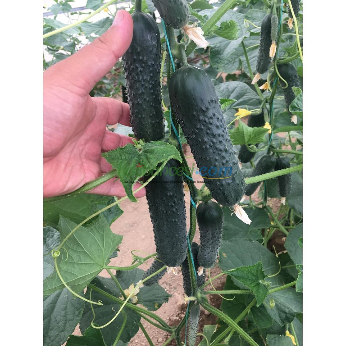 AZ 85 F1 Dikenli Sırık Hıyar Tohumu ürününe ait görsel 2