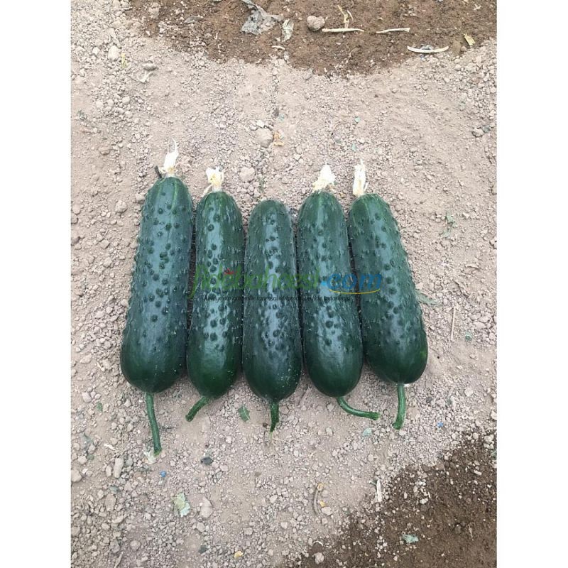 AZ 85 F1 Dikenli Sırık Hıyar Tohumu ürününe ait görsel 3