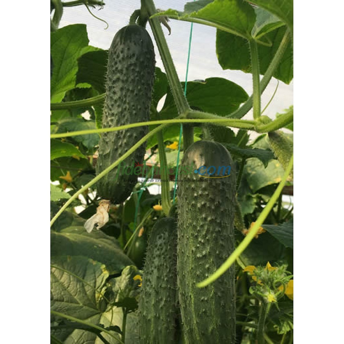 AZ 85 F1 Dikenli Sırık Hıyar Tohumu ürününe ait görsel 4