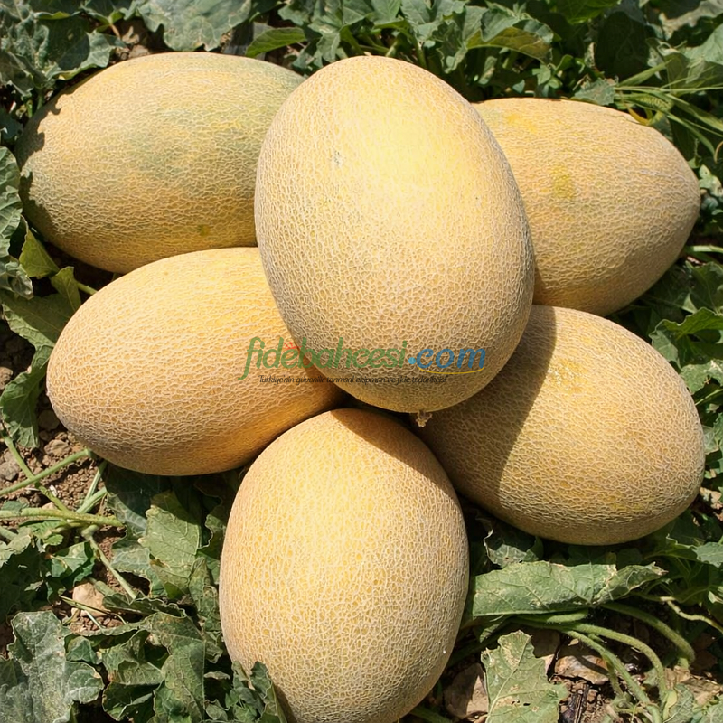 Okka F1 Ananas Tipi Kavun Tohumu ürününe ait görsel 2