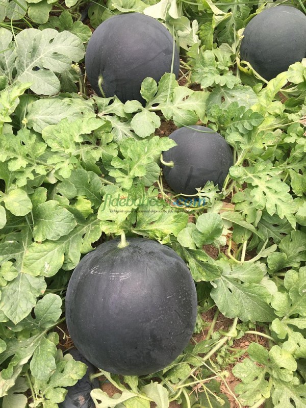 A-Z-96 F1 Siyah Karpuz Tohum ürününe ait görsel 2