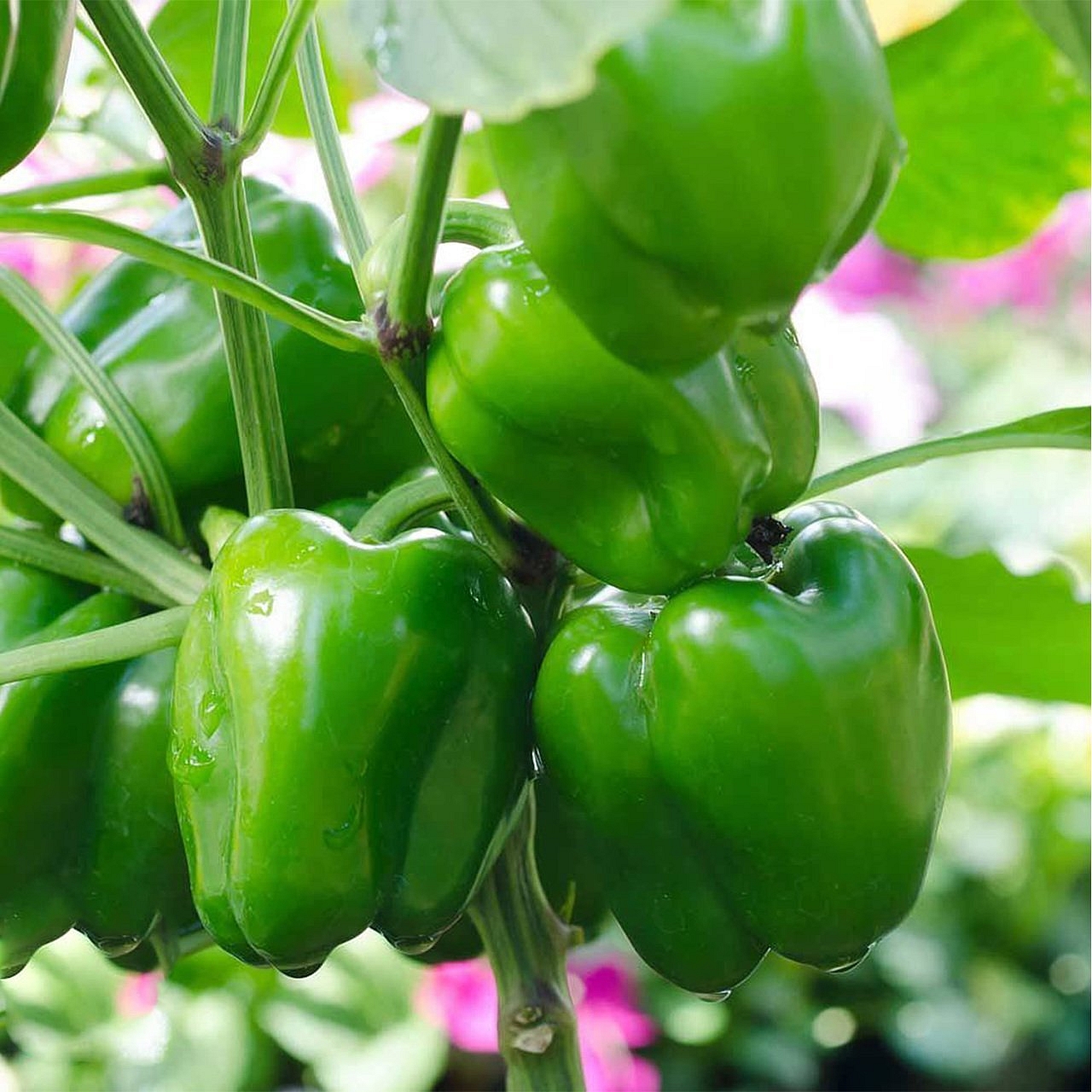 Acı Dolma Biber Fidesi