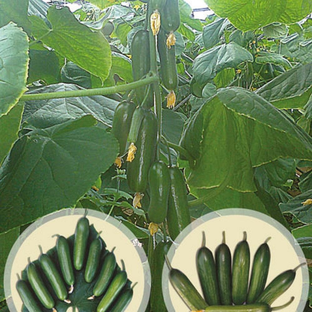 Almira F1 Badem Tipi Hıyar Fidesi