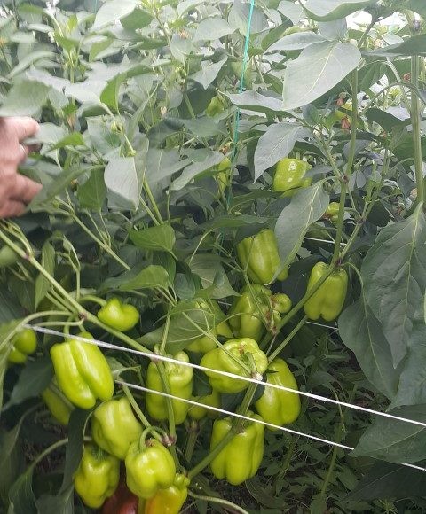 Anadol F1 Dolma Biber Fidesi ürününe ait görsel 2