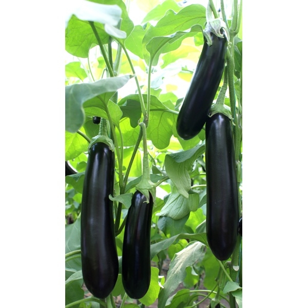 Anamur F1 Patlıcan Fidesi ürününe ait görsel 2