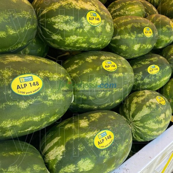 Aşılı Alp 148 F1 Karpuz Fidesi ürününe ait görsel 3