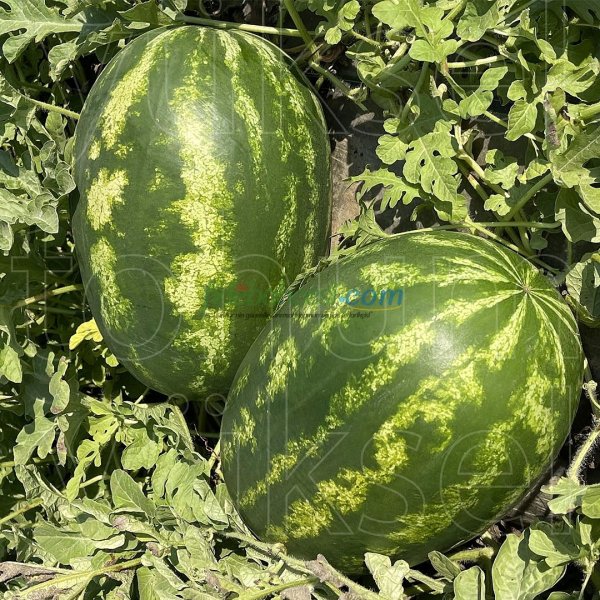 Aşılı Alp 148 F1 Karpuz Fidesi ürününe ait görsel 4