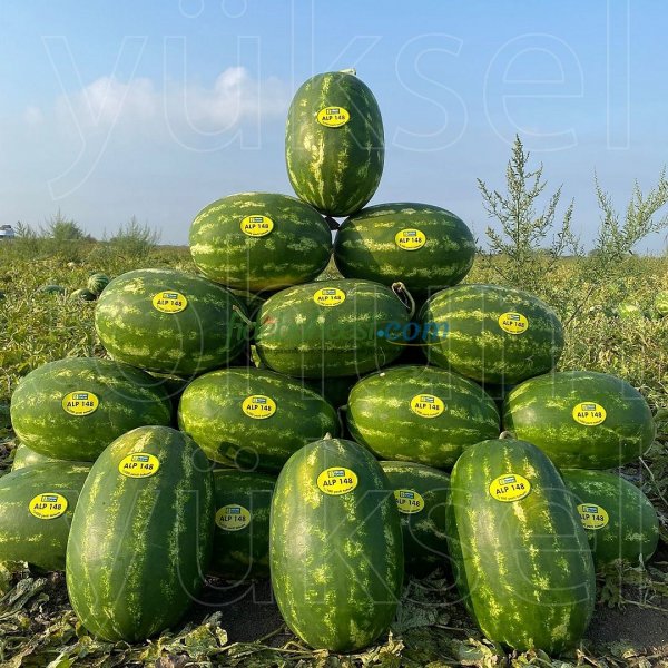 Aşılı Alp 148 F1 Karpuz Fidesi ürününe ait görsel 5