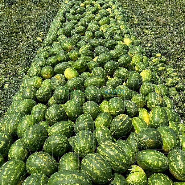 Aşılı Alp 148 F1 Karpuz Fidesi ürününe ait görsel 6