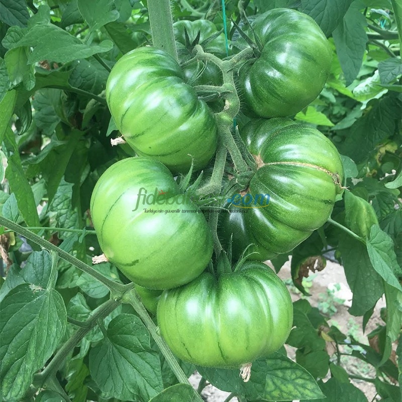 Aşılı Da Vinci F1 Domates Fidesi ürününe ait görsel 2