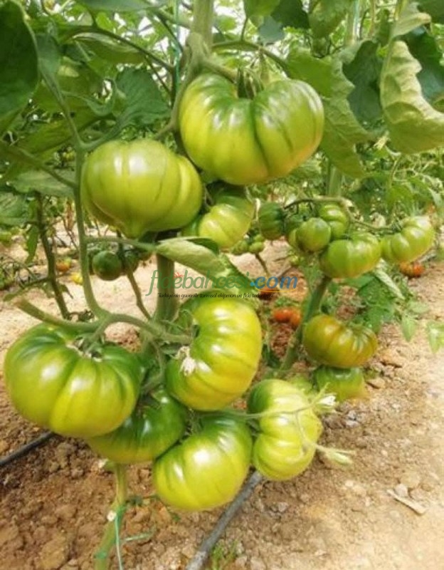 Aşılı Da Vinci F1 Domates Fidesi ürününe ait görsel 3