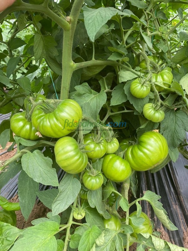 Aşılı Da Vinci F1 Domates Fidesi ürününe ait görsel 4