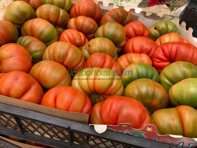 Aşılı Da Vinci F1 Domates Fidesi ürününe ait görsel 5