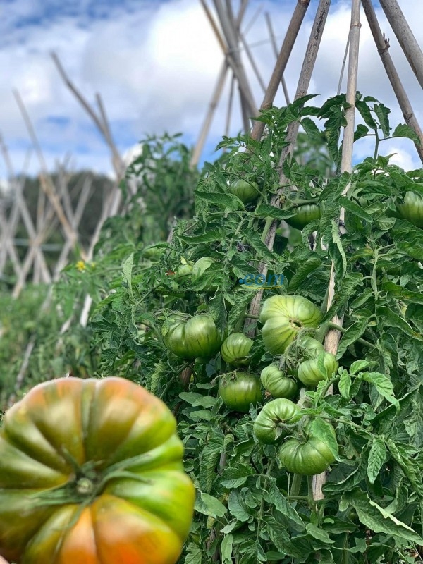 Aşılı Da Vinci F1 Domates Fidesi ürününe ait görsel 6