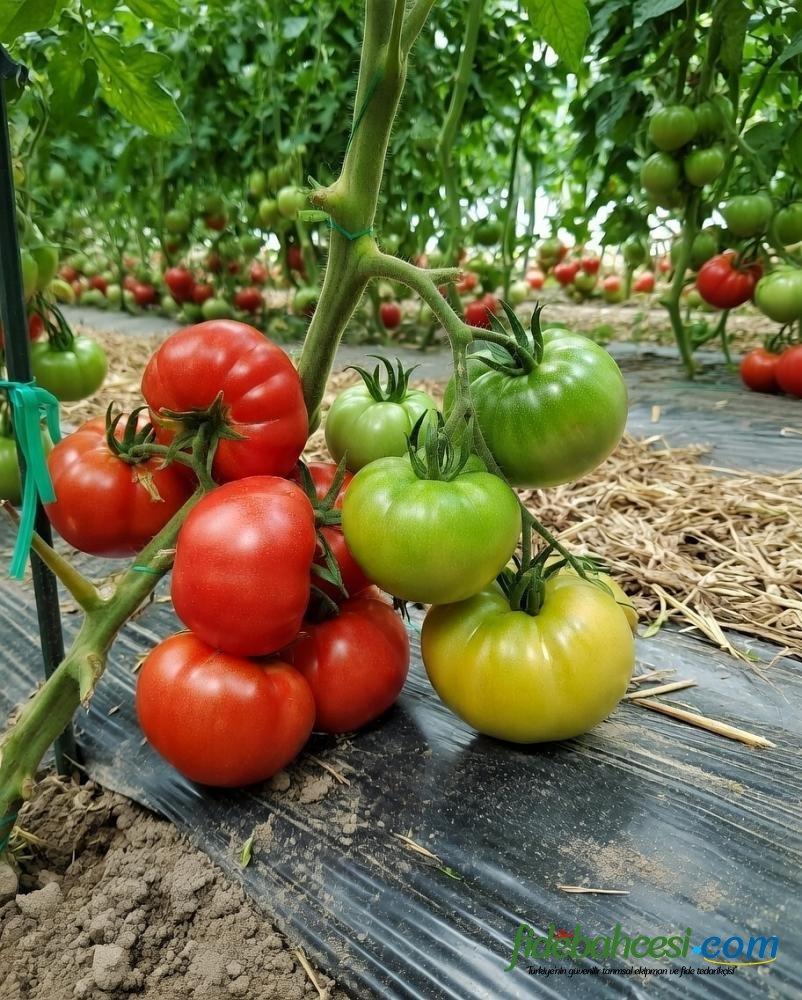Aşılı Ergen F1 Pembe Köy Domates Fidesi ürününe ait görsel 2