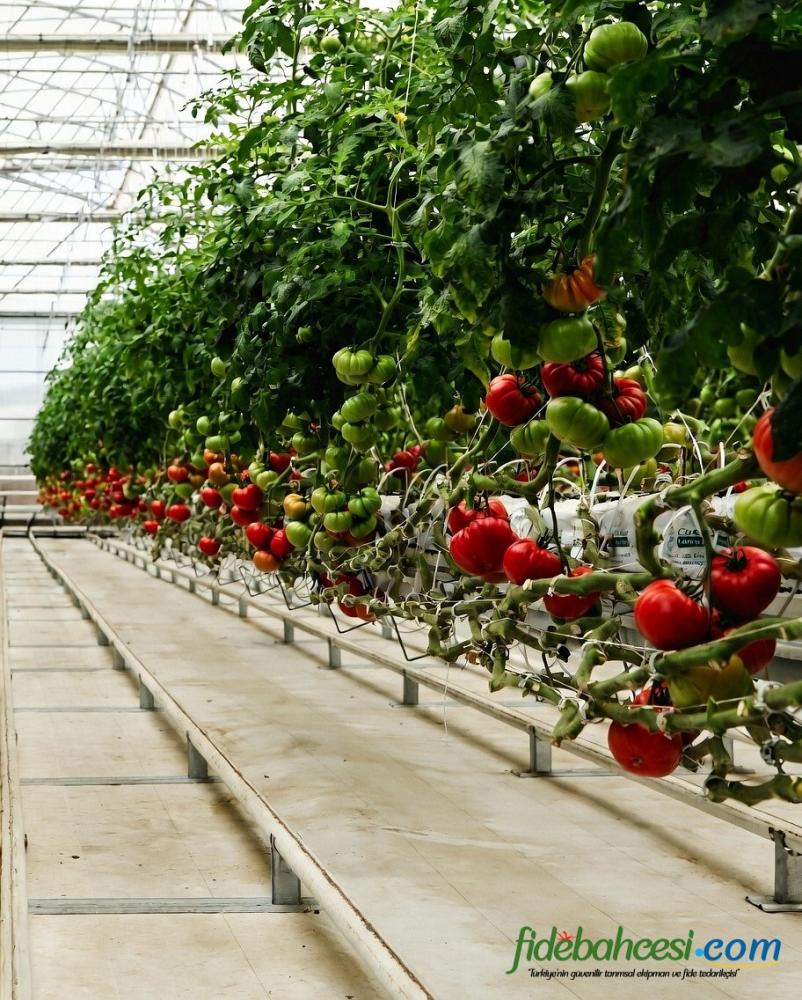 Aşılı Ergen F1 Pembe Köy Domates Fidesi ürününe ait görsel 3