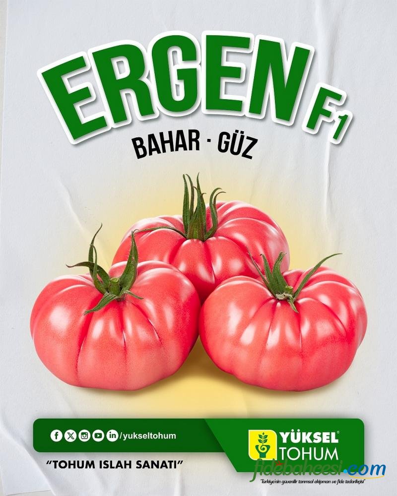 Aşılı Ergen F1 Pembe Köy Domates Fidesi ürününe ait görsel 4