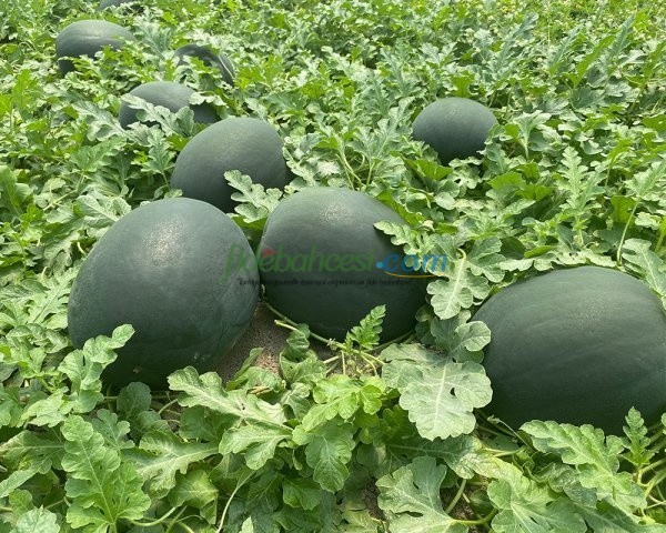 Aşılı Karain F1 Siyah Karpuz Fidesi