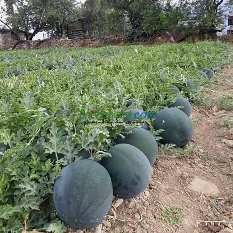 Aşılı Karain F1 Siyah Karpuz Fidesi ürününe ait görsel 2