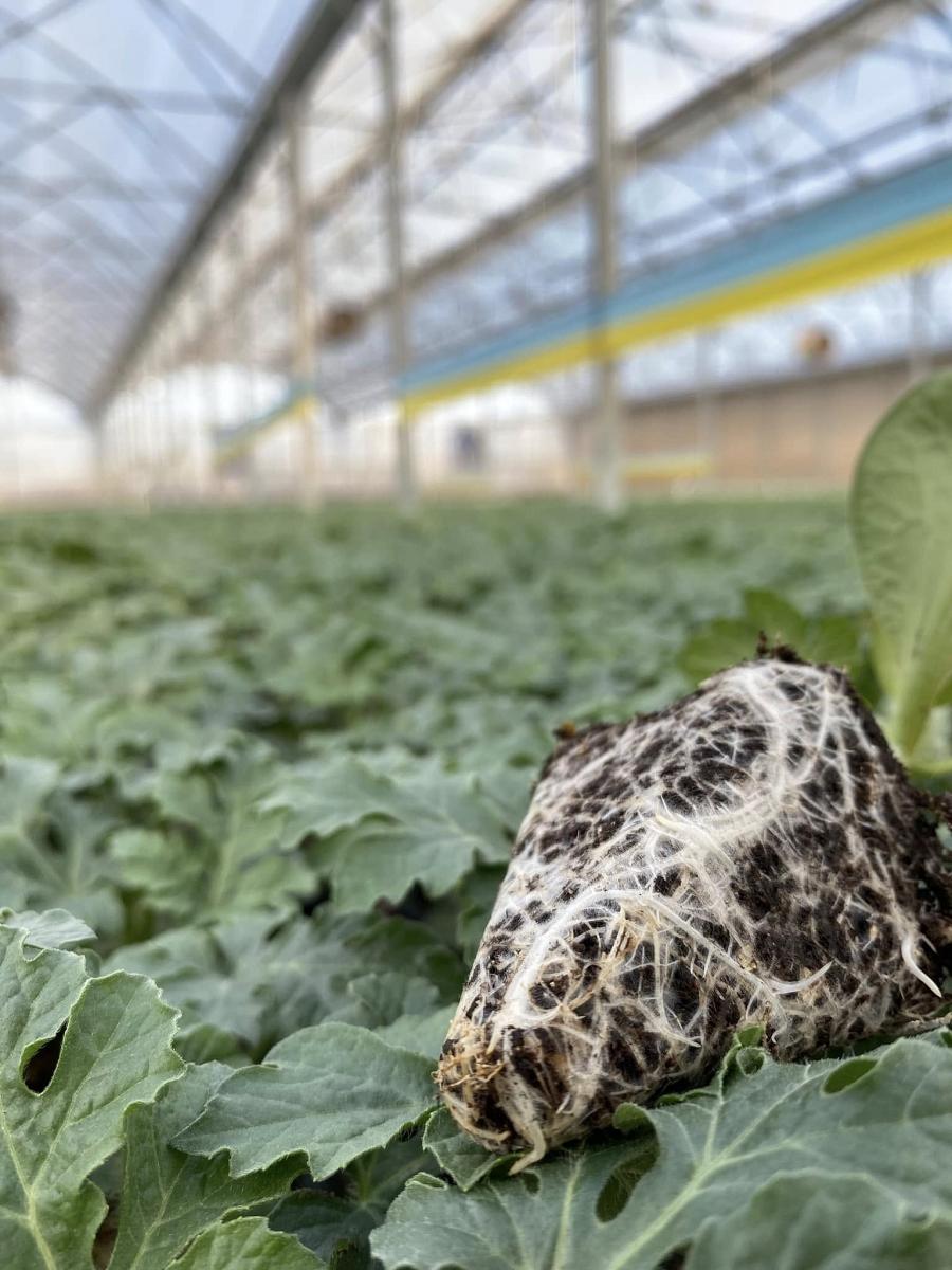 Aşılı Karpuz Fidesi ürününe ait görsel 3