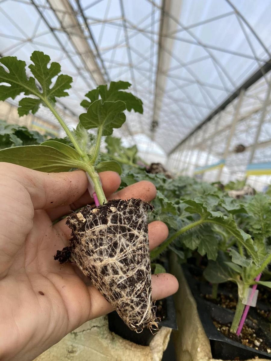 Aşılı Karpuz Fidesi ürününe ait görsel 4