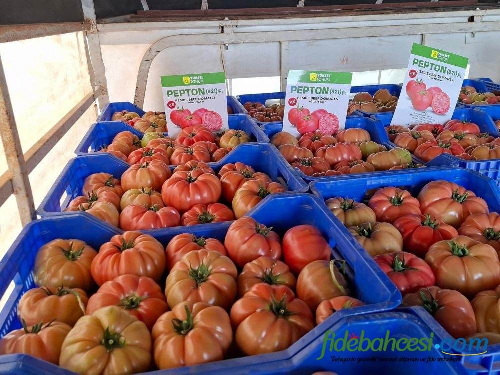 Aşılı Pepton F1 Domates Fidesi ürününe ait görsel 5