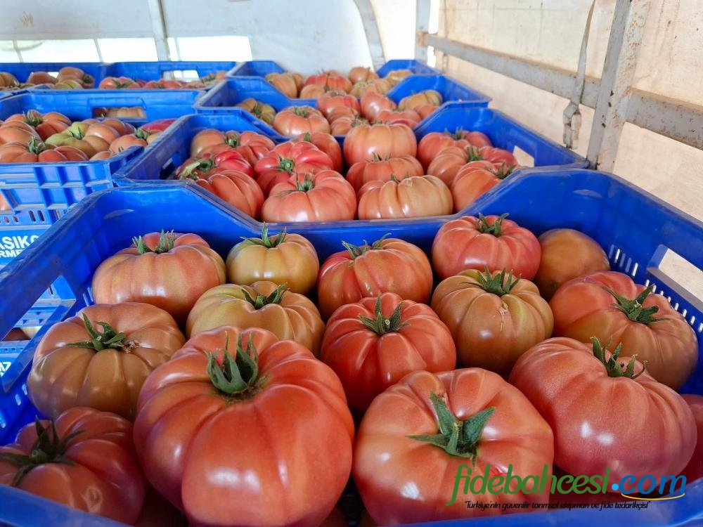 Aşılı Pepton F1 Domates Fidesi ürününe ait görsel 6