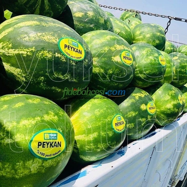 Aşılı Peykan F1 Karpuz Fidesi ürününe ait görsel 2