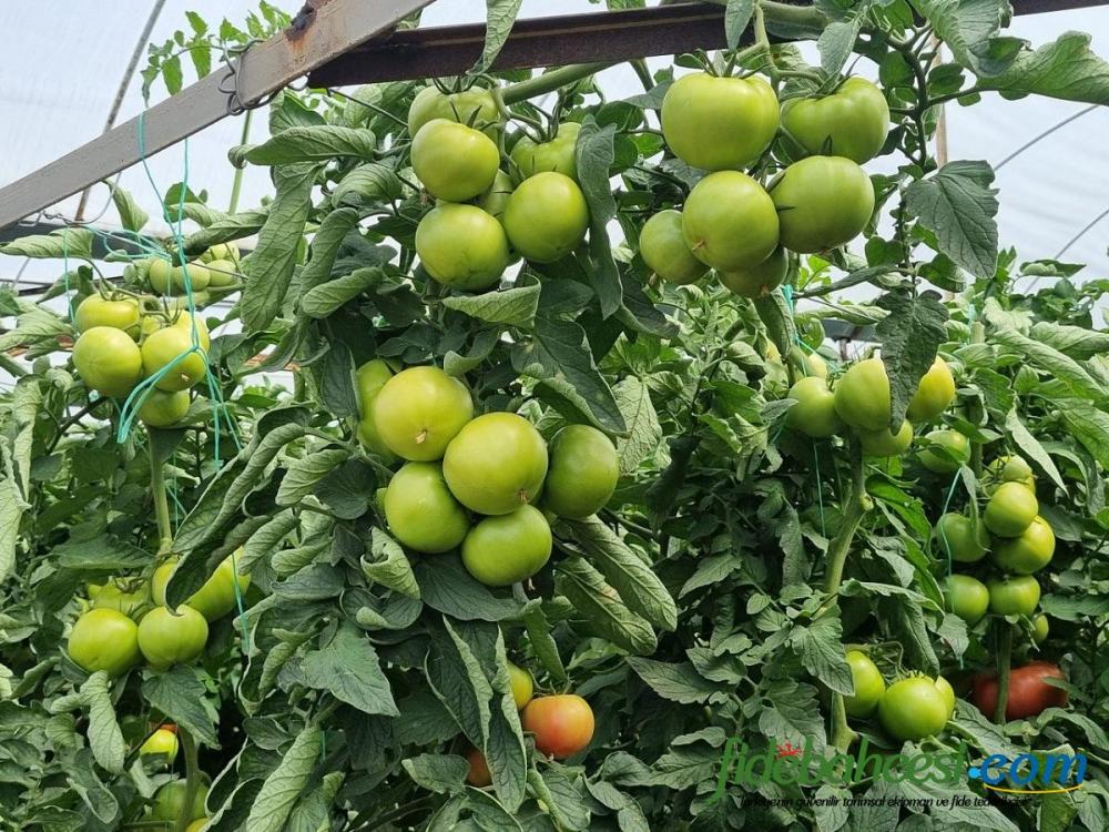 Aşılı Sihirbaz F1 Domates Fidesi ürününe ait görsel 3