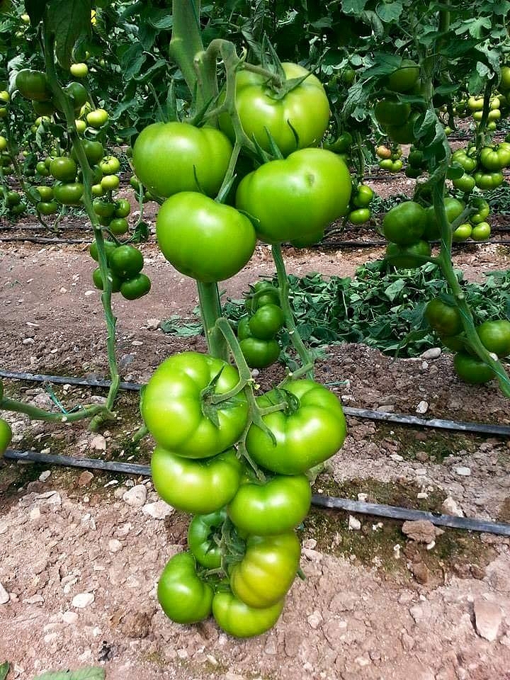 Aşılı Tybeef F1 Domates Fidesi ürününe ait görsel 2