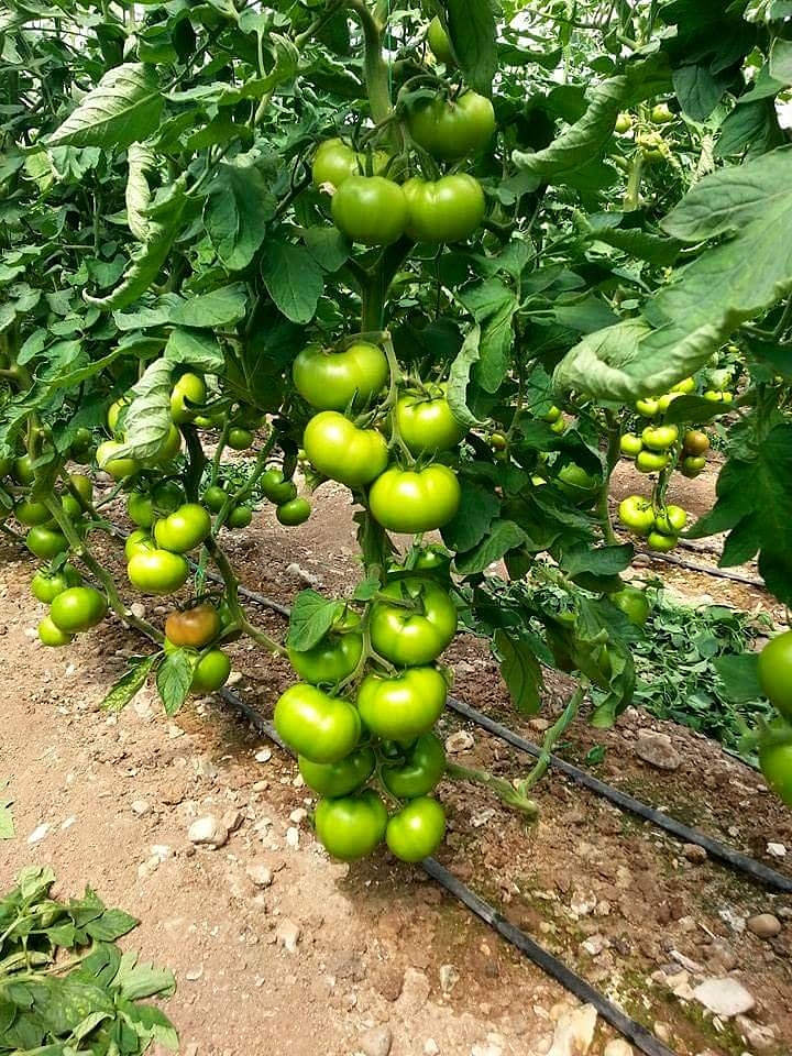 Aşılı Tybeef F1 Domates Fidesi ürününe ait görsel 3