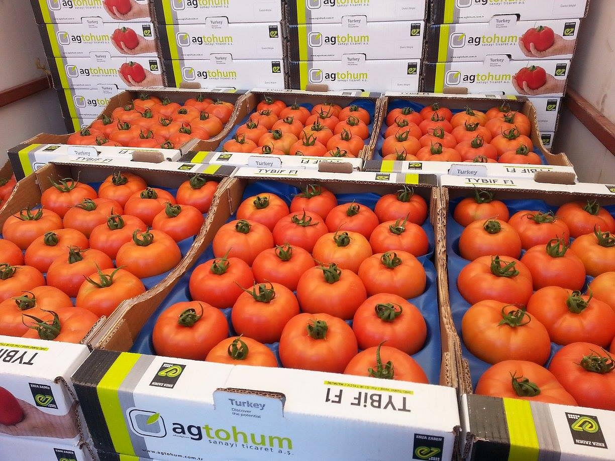 Aşılı Tybeef F1 Domates Fidesi ürününe ait görsel 4
