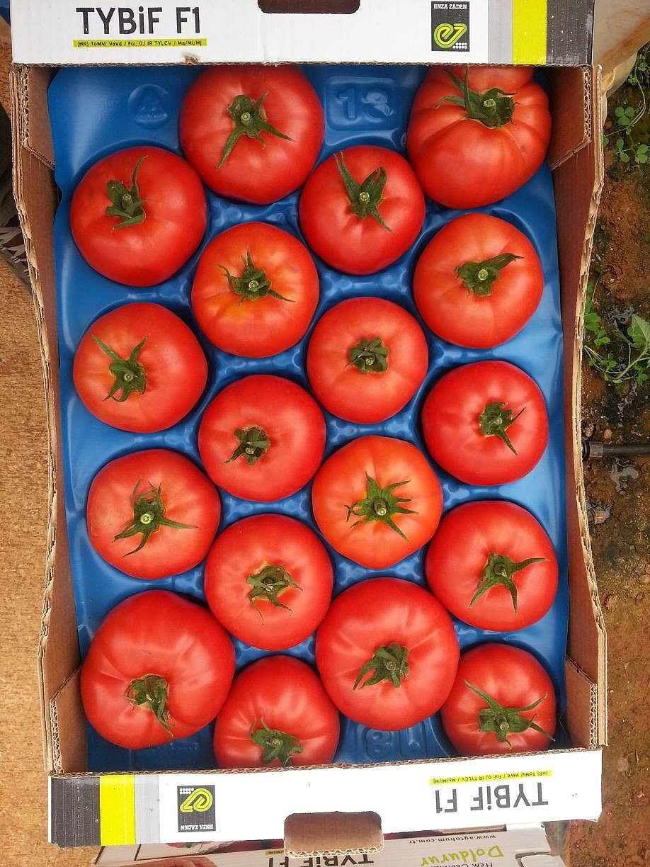 Aşılı Tybeef F1 Domates Fidesi ürününe ait görsel 5