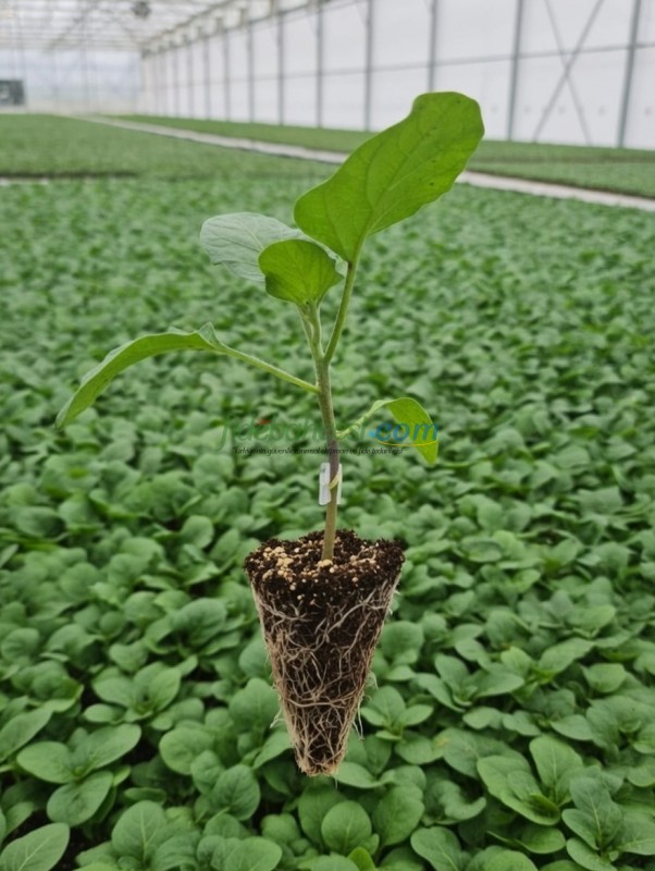 Aydın Siyahı Patlıcan Fidesi ürününe ait görsel 2