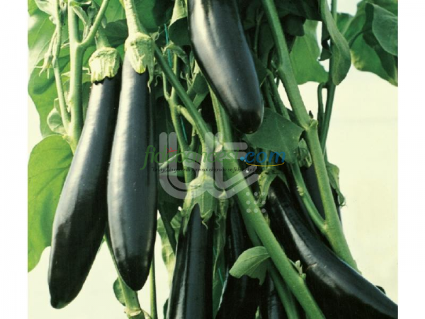 Aykara F1 Patlıcan Fidesi