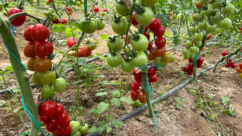 AZ 06 F1 Kokteyl Sırık Domates Tohumu  ürününe ait görsel 2