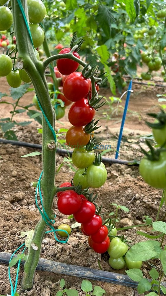 AZ 06 F1 Kokteyl Sırık Domates Tohumu 