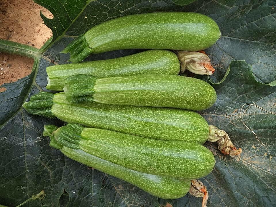 Şahika F1 Yeşil Kabak Tohumu ürününe ait görsel 2