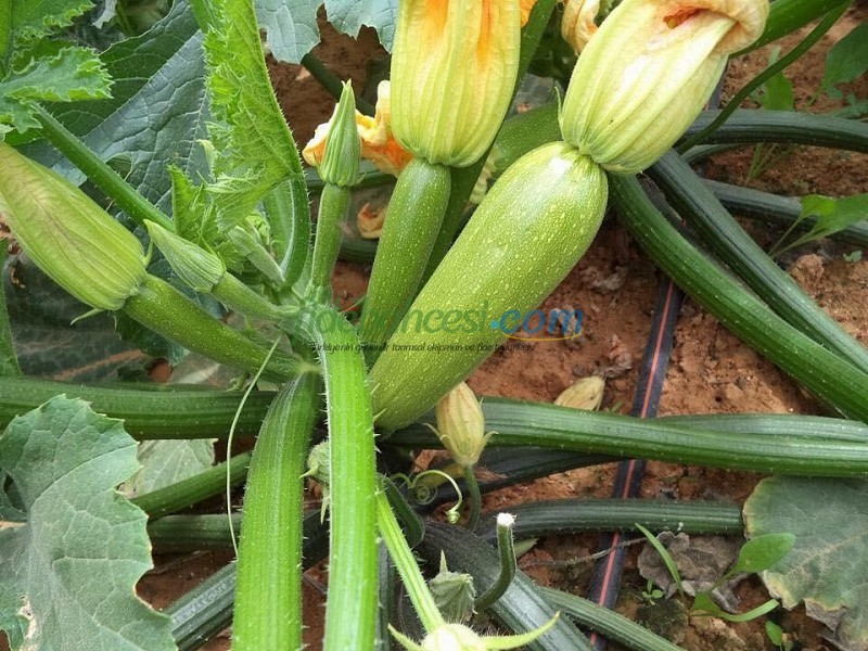 Şahika F1 Yeşil Kabak Tohumu ürününe ait görsel 3