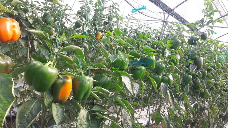 AZ 25-35 F1 Turuncu Kalifornia Biber Tohumu ürününe ait görsel 2