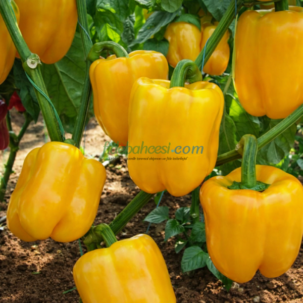AZ 2515 F1 Sarı Kalifornia Biber Tohumu ürününe ait görsel 2