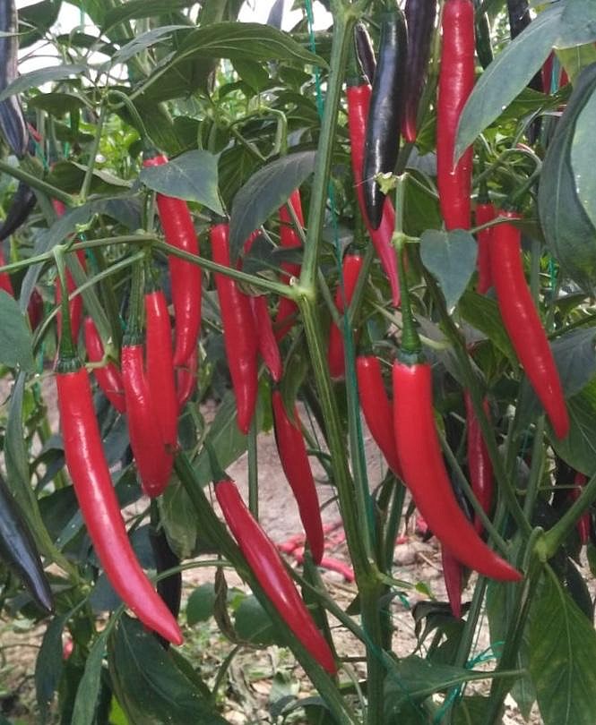 AZ 27 F1 Şili Biber Tohumu ürününe ait görsel 2