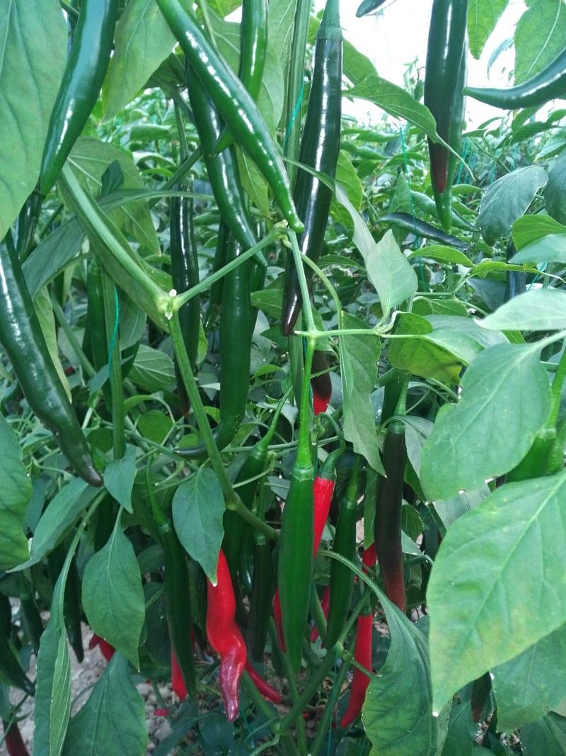 AZ 27 F1 Şili Biber Tohumu ürününe ait görsel 3