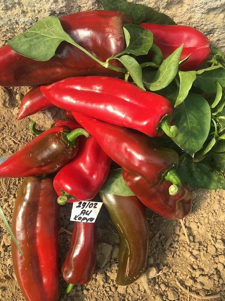 AZ 29 F1 Acı Kapya Biber Tohumu ürününe ait görsel 2